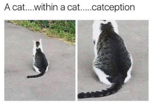 kitty in a kitty meme