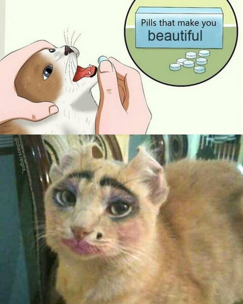 Purdy Cat meme