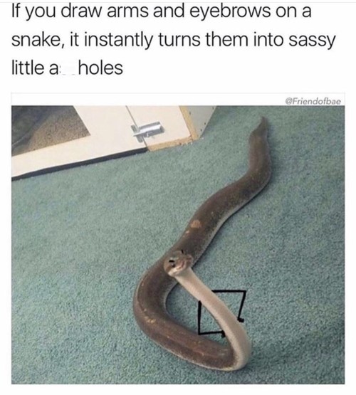 sassy snake meme