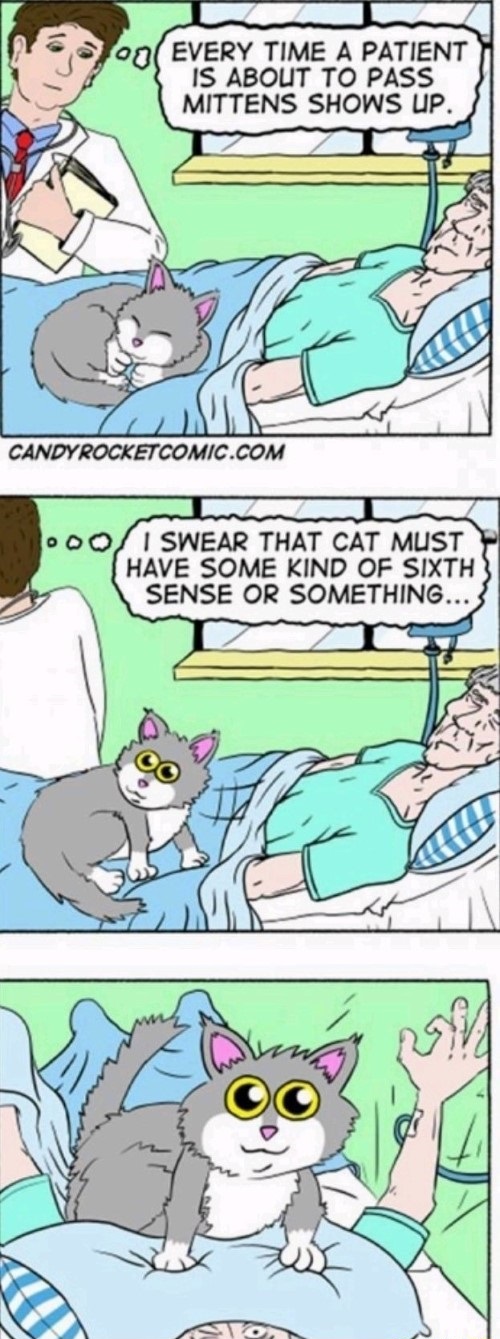 smart kitty comic