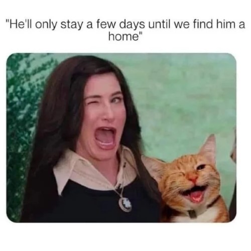new cat meme